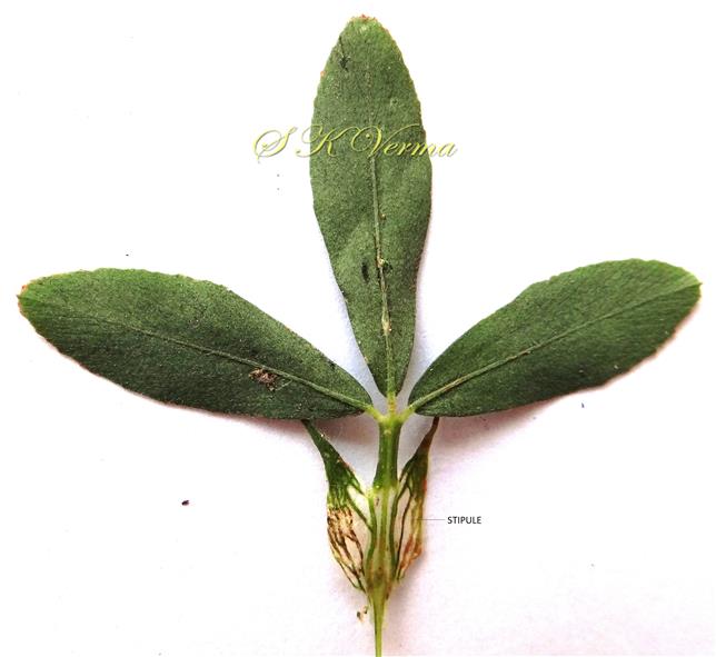  Leaf (Abaxial view)